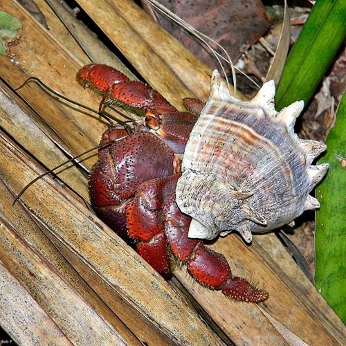 Availability of Land Hermit Crabs for Sale in the UK: A Guide to Reputable Sources, Species Variety, Prices, and Care Considerations