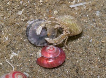 Selecting the Perfect Shell for Your Pet Hermit Crab