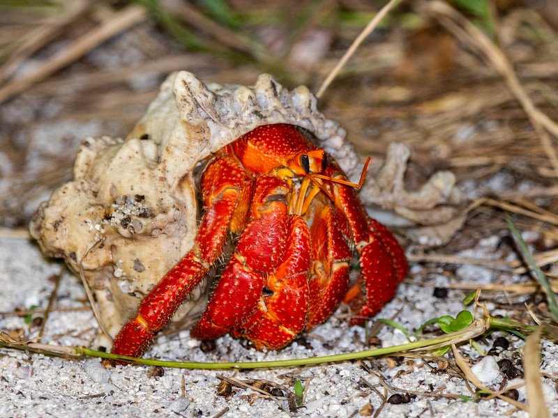 Top Beginner-Friendly Land Hermit Crab Species