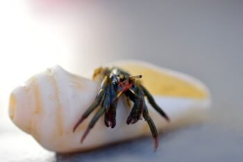 Are Hermit Crabs a Good Pet?