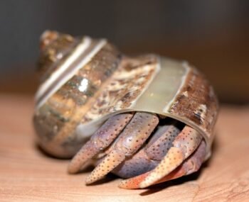 The Lifespan of Pet Hermit Crabs: Factors and Care Tips for a Long and Happy Life