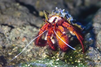 What Are Land Hermit Crabs?