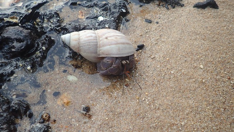 Can Land Hermit Crabs Breathe Underwater?