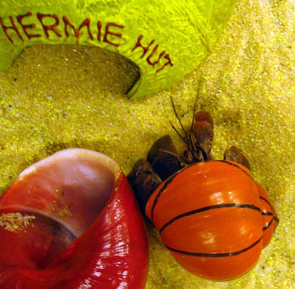 Understanding Hermit Crab Shell Selection: Importance, Tips, and Considerations