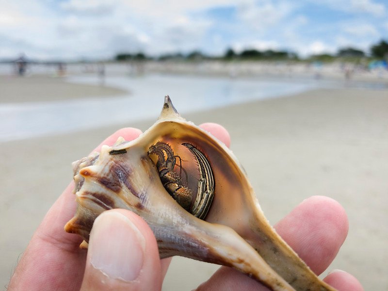 The Fascinating Story Behind Hermit Crabs and Their Shells