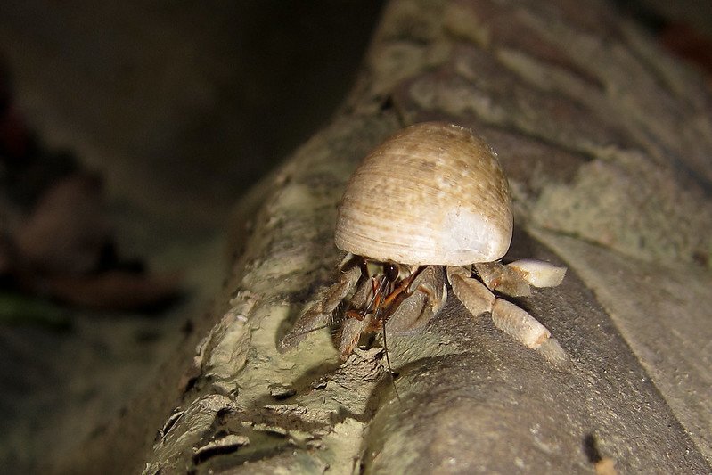 Are Land Hermit Crabs Nocturnal?