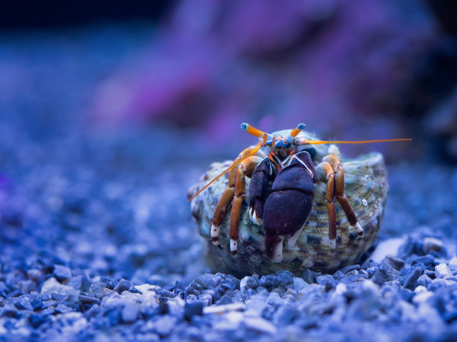 Understanding the Size of Pet Hermit Crabs