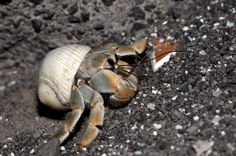 Caring for Ecuadorian Hermit Crabs: Creating the Perfect Habitat and Ensuring Long-Term Health