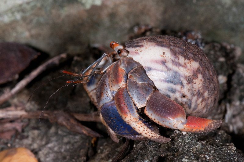 Purple Pincher Hermit Crabs: Creating a Fun and Unique Pet Habitat