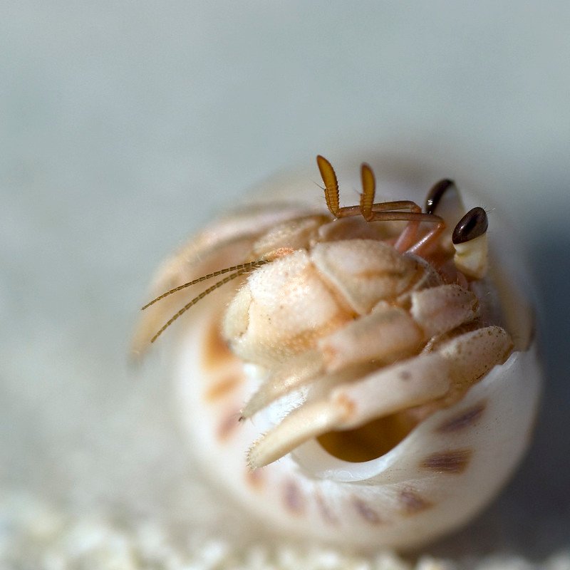 Land Hermit Crab Facts: Essential Insights