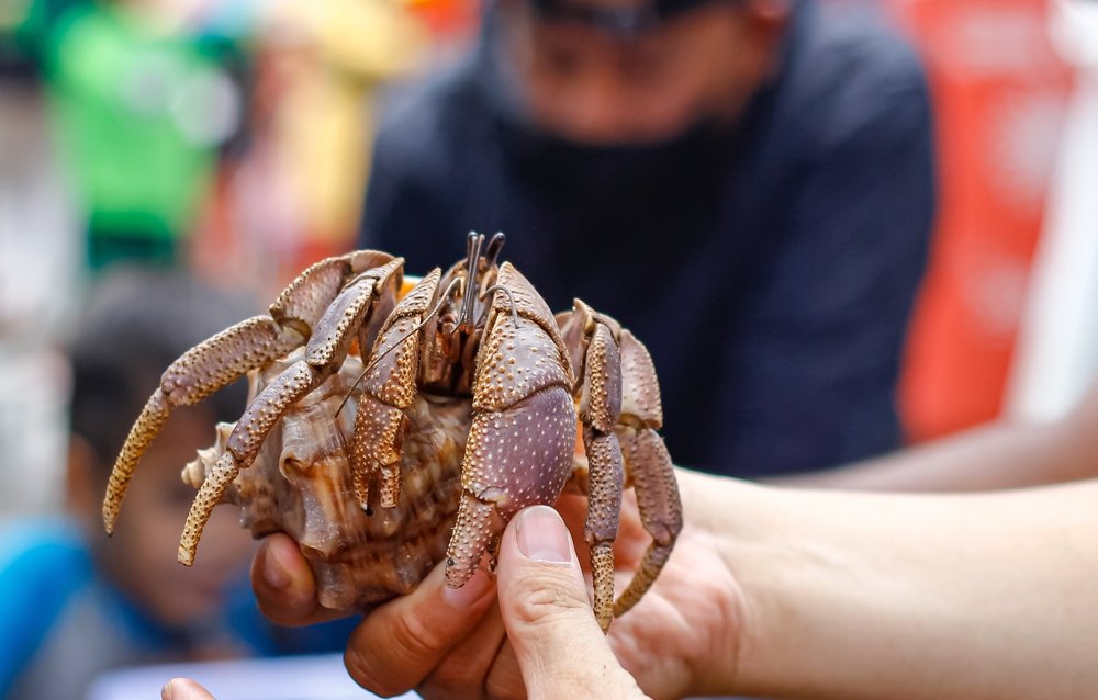 Factors Affecting Hermit Crab Size. Understanding Their Growth and Care